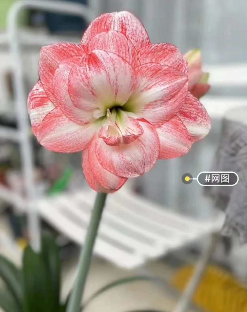 台朱-丽朵香妃爱生崽的品种0.9-1.1cm带盆土发货，包对版，不包其它