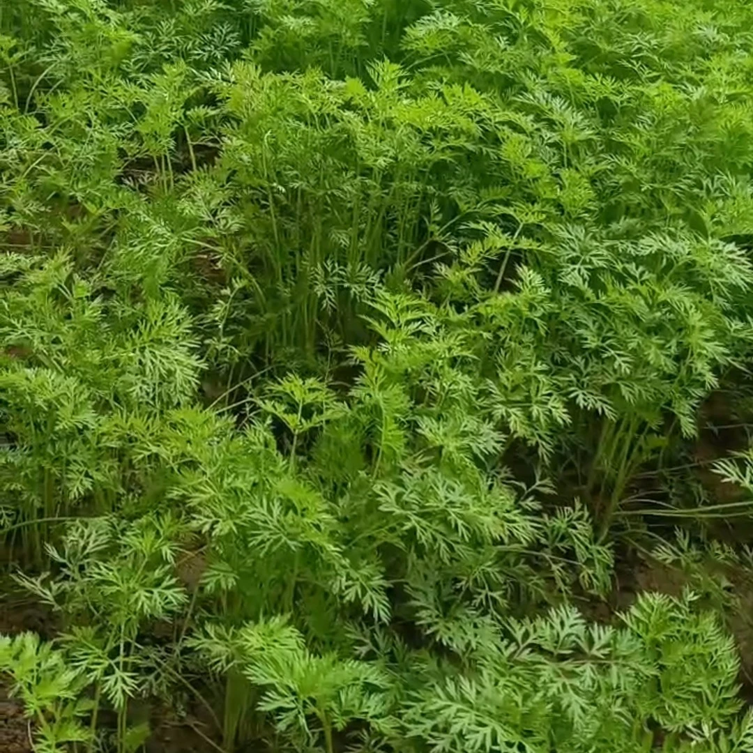 胡萝卜苗3斤新鲜蔬菜生态农场