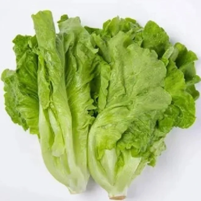 绿恰生菜小颗2斤嫩生菜蔬菜生态农场  新鲜现摘现发蔬菜