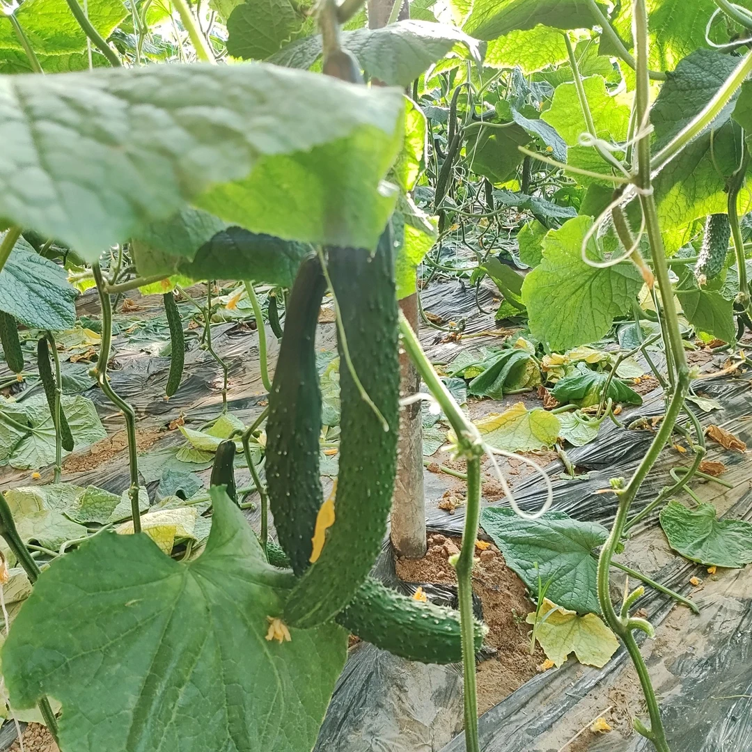 黄瓜不抹药2斤生态农场