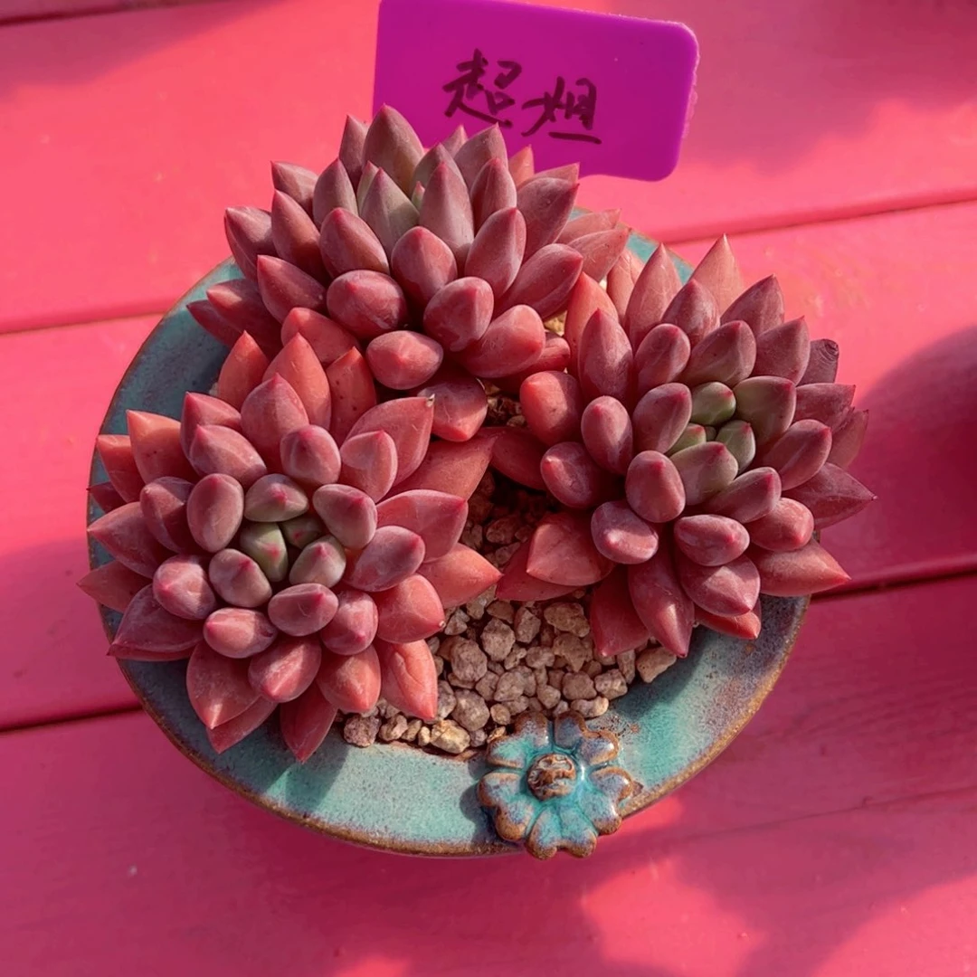 超****妹红蜻蜓三头老桩寄养