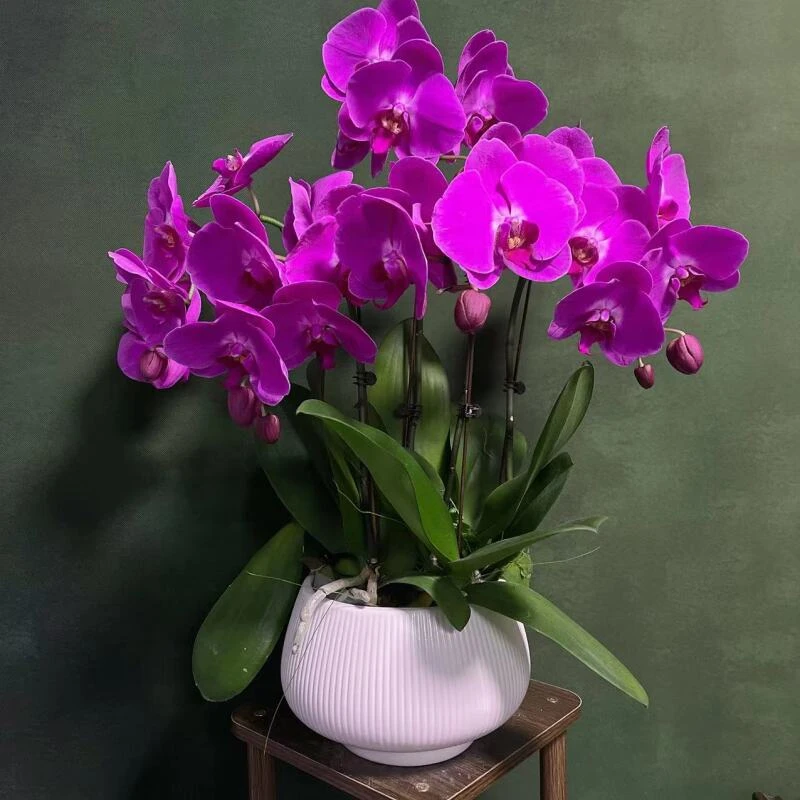 【紫气东来】精品蝴蝶兰