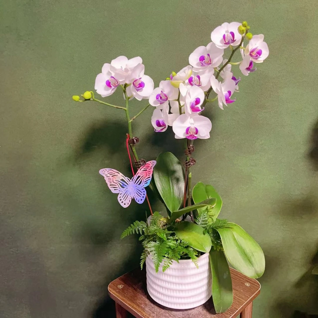 【雪玉】精品蝴蝶兰