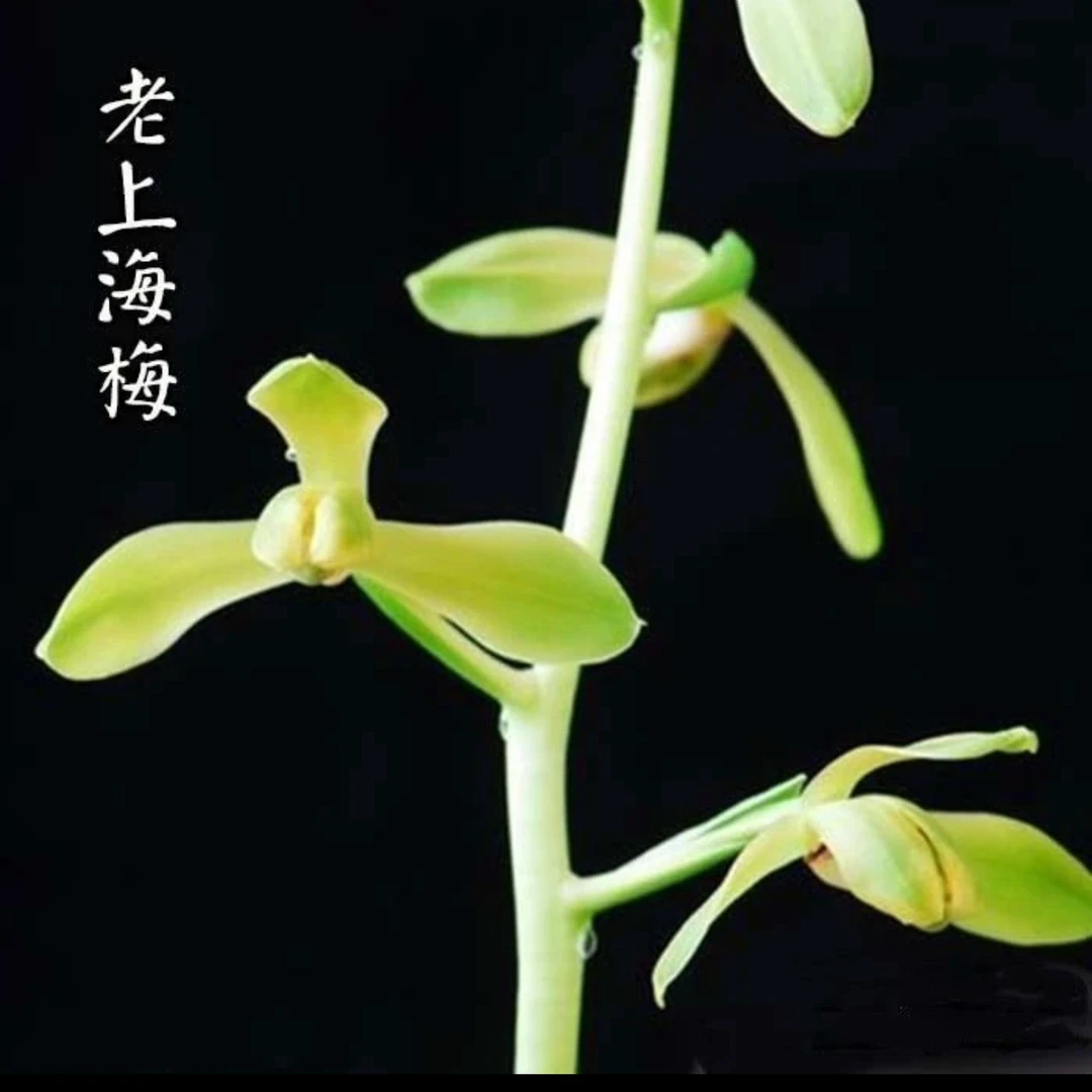 蕙兰名品【老上海】终身包对版 假一赔十