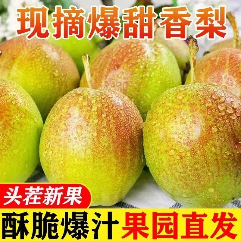 新鲜红香酥梨应季水果整箱批发10斤非库尔勒香梨5斤当季雪梨3斤