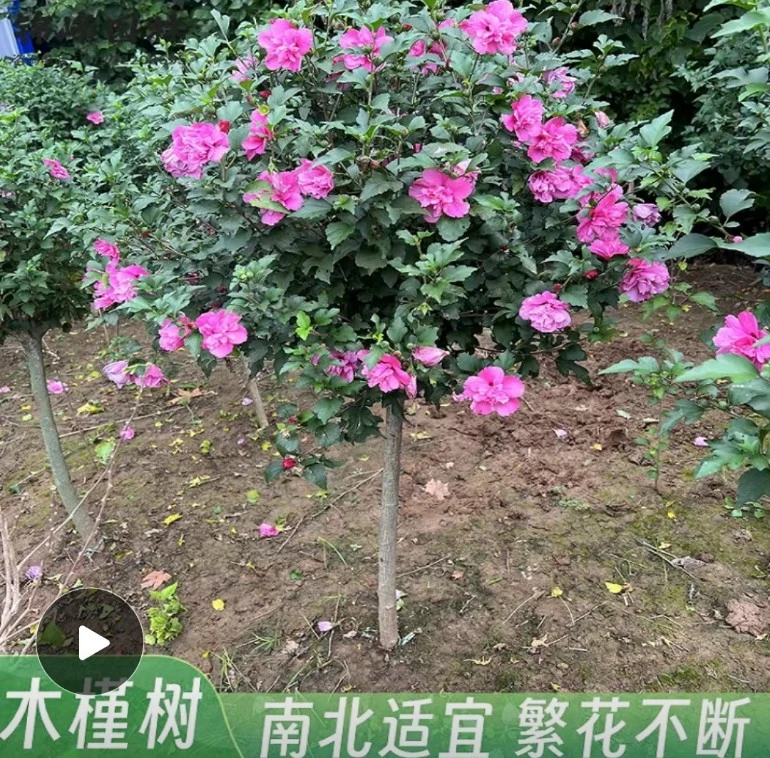 重瓣木槿花树苗庭院别墅种植耐寒室内阳台盆栽地栽植物