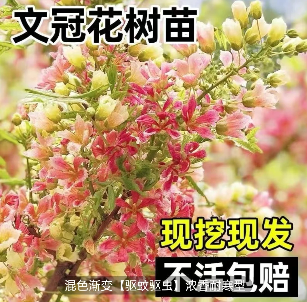 文冠花庭院栽盆地栽驱蚊虫状元花绿植室内外耐寒耐热好养