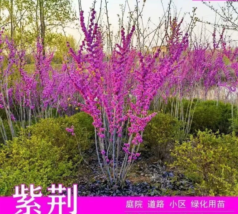 紫荆花植物抗寒耐冻庭院地栽盆栽种植当年开花南方北方种植花卉