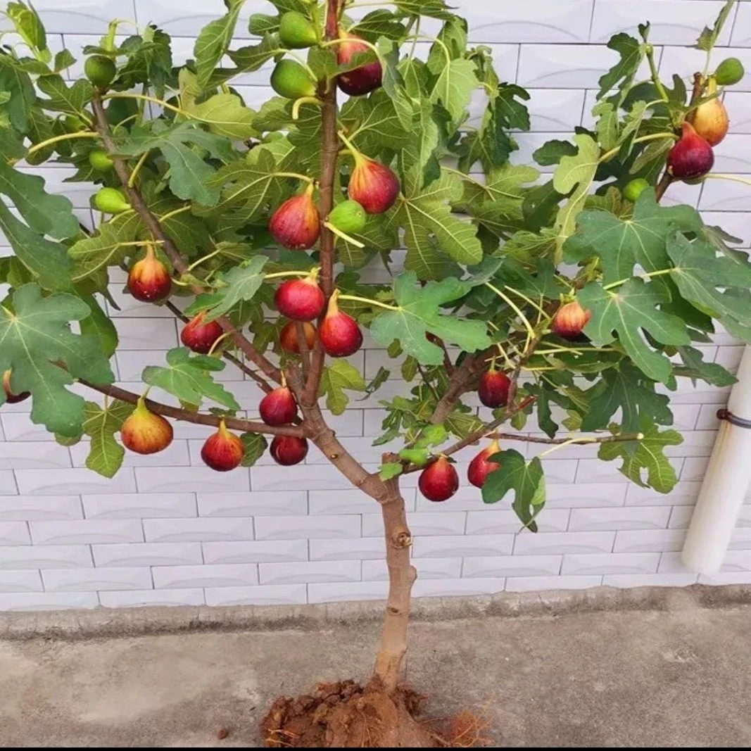 果益寿 无花果果树果苗南北方种植当年结果（剪叶子带果发货）