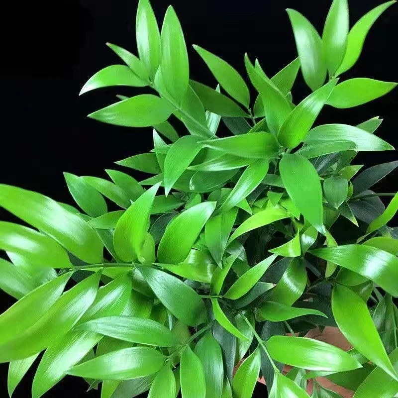 竹柏盆栽植物室内四季常青净化空气绿植四季好养耐荫耐寒平安竹