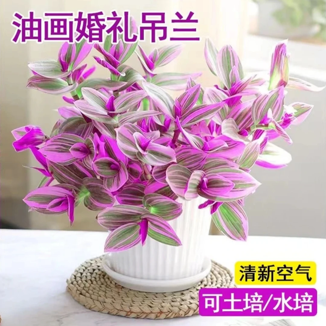 买一送一·油画婚礼吊兰水土双培梦幻紫修剪室外绿植星花怒放爆盆