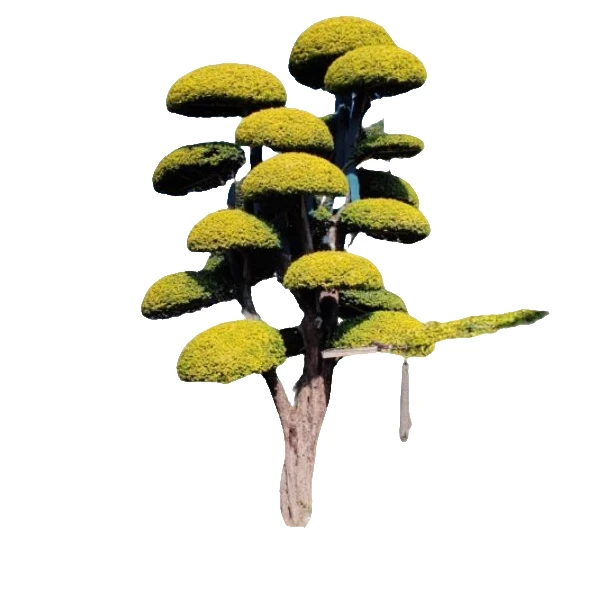 造型盆景绿植观赏园林艺术栽培