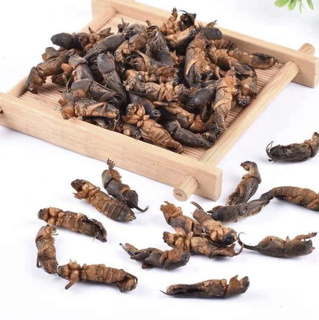 新鲜速冻蝼蛄精挑细选食用昆虫