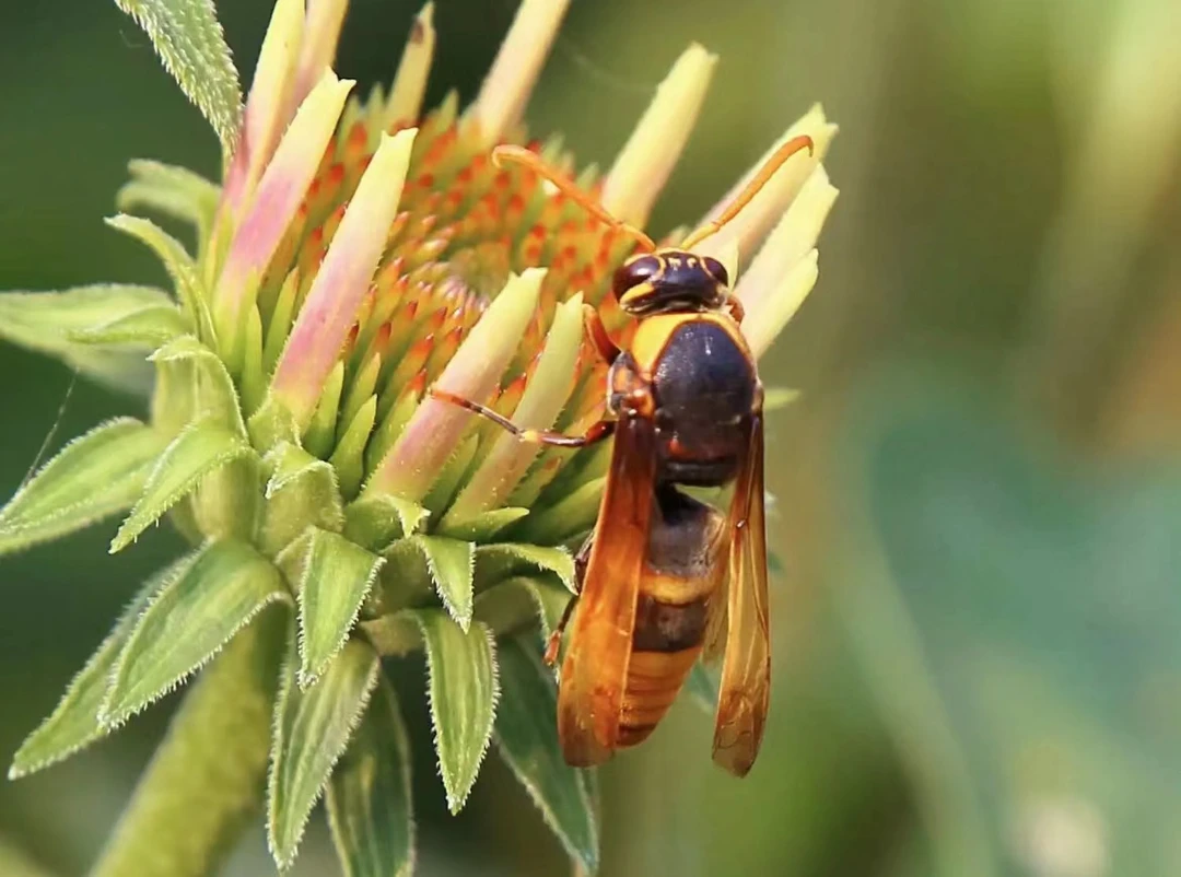 广西大山野生虎头蜂