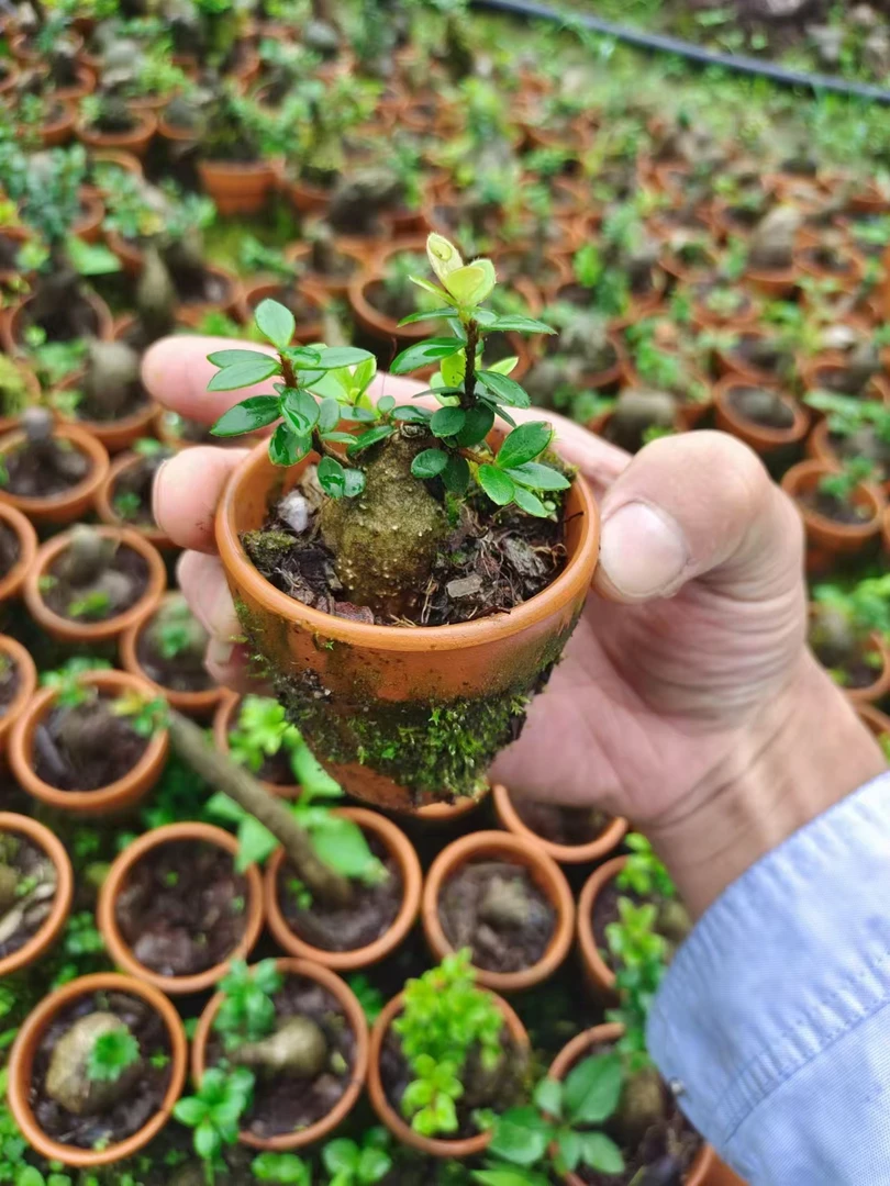 云南网红植物盆景1颗