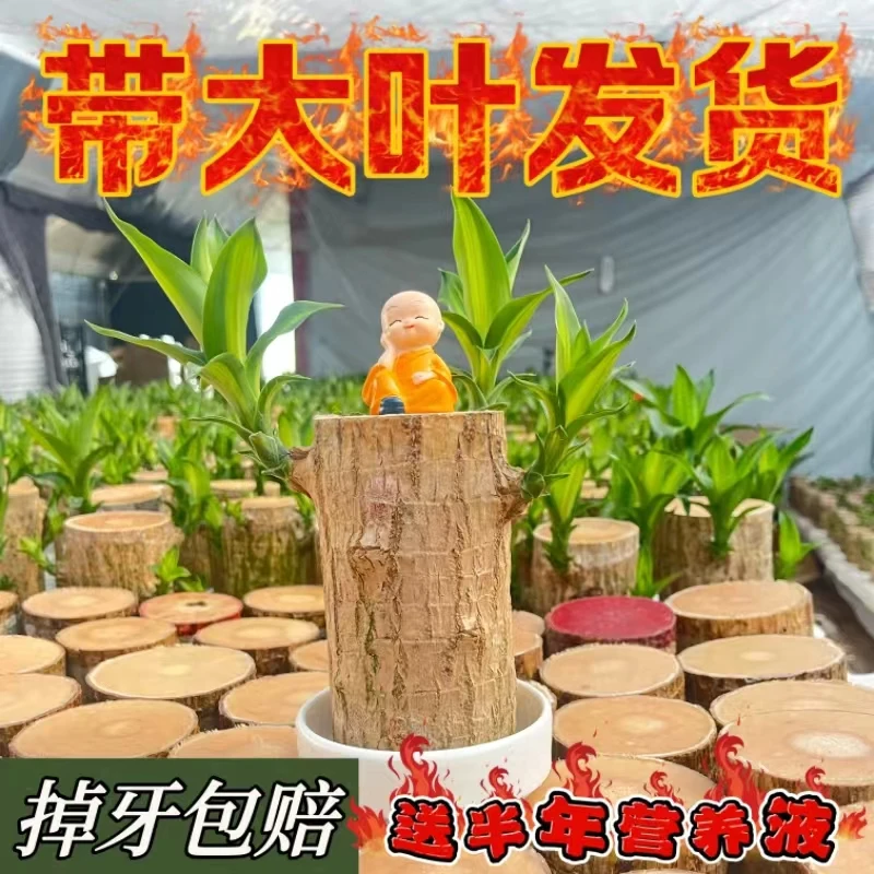 巴西木带芽带叶发货开花发芽水培植物土培懒人植物绿植室内优美