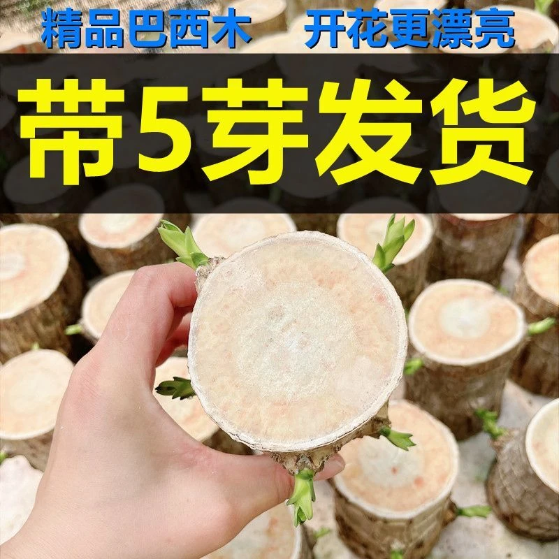 【带5芽】巴西木带芽发货开花幸运木盆栽水培植物花卉巴坦木客厅