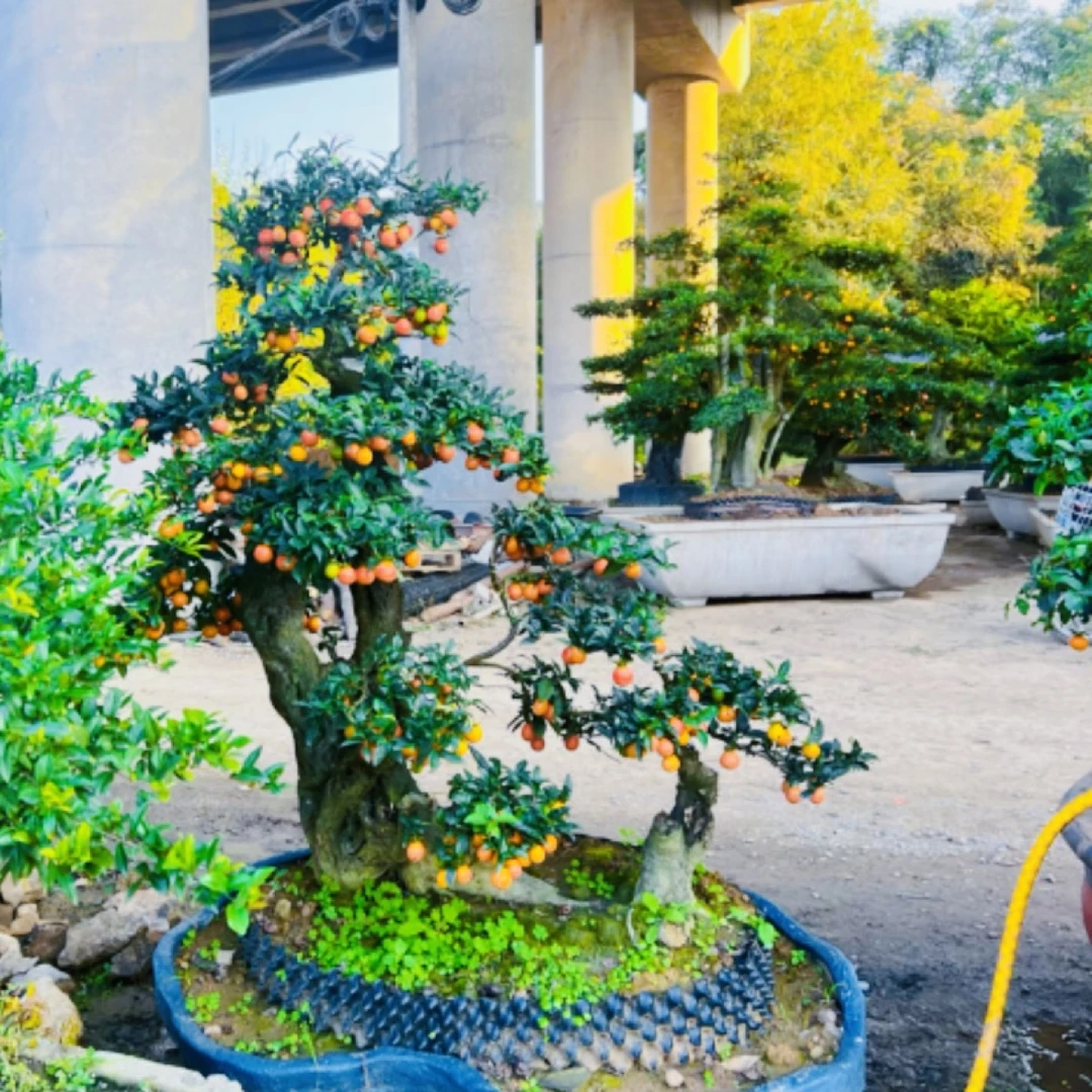 各类精品金弹子老桩，大，中，小都有！