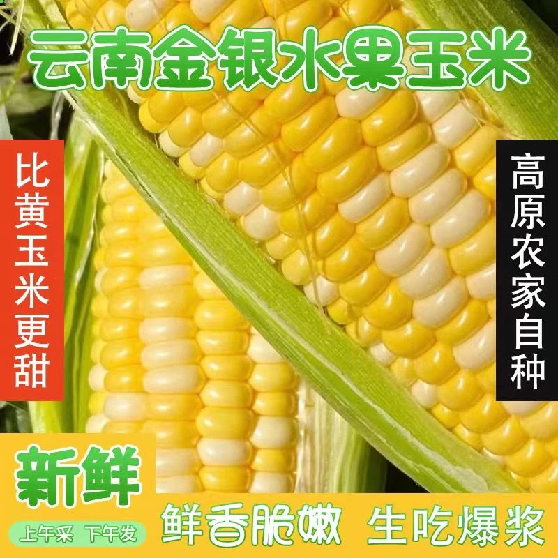 云南西双版纳热带水果玉米 新鲜蔬菜生吃爆浆甜玉米现摘蔬菜好吃