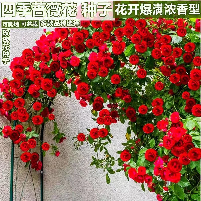 爬藤蔷薇花种子四季开花重瓣庭院阳台盆栽爬藤植物玫瑰花卉种子