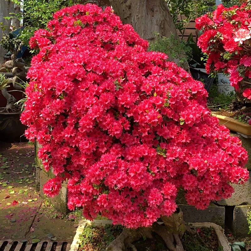 【直播间一物一拍】老桩花卉爆花四季常青包邮到家