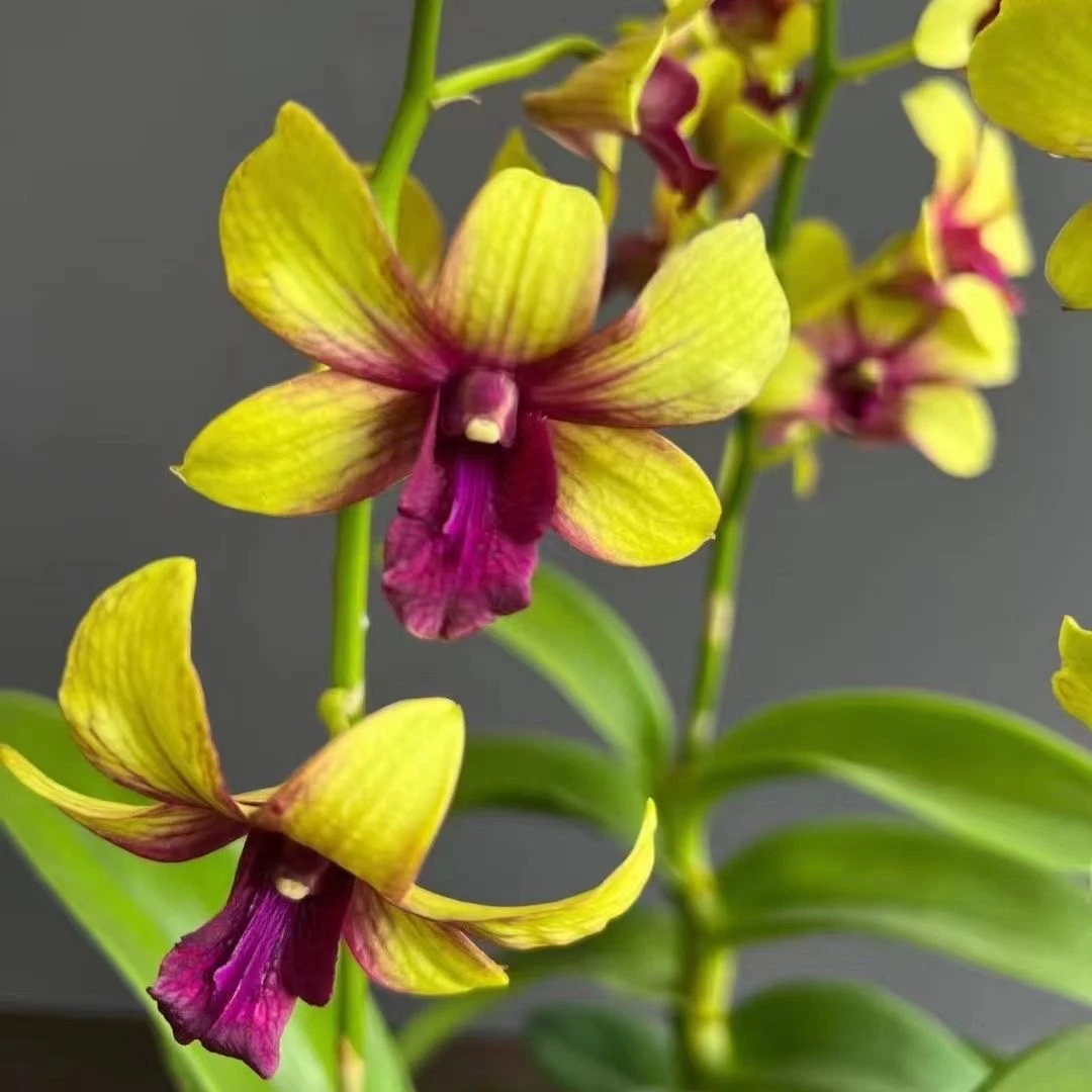 支点专属石斛兰【 金童 带花苞花剑发货 】