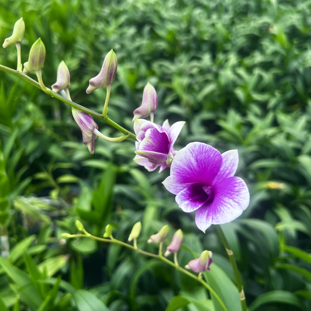 支点专属石斛兰【粉黛   带小花剑不带花苞 3-5颗/杯】海南基地直销