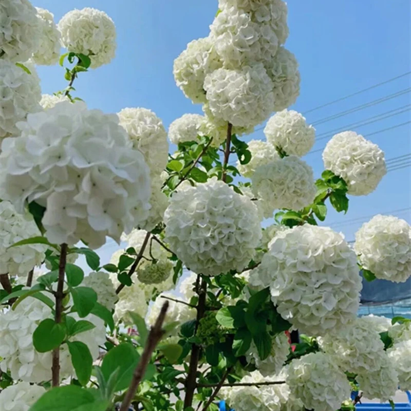 中华木绣球苗白色大花斗球庭院阳台栽培观赏盆栽地栽