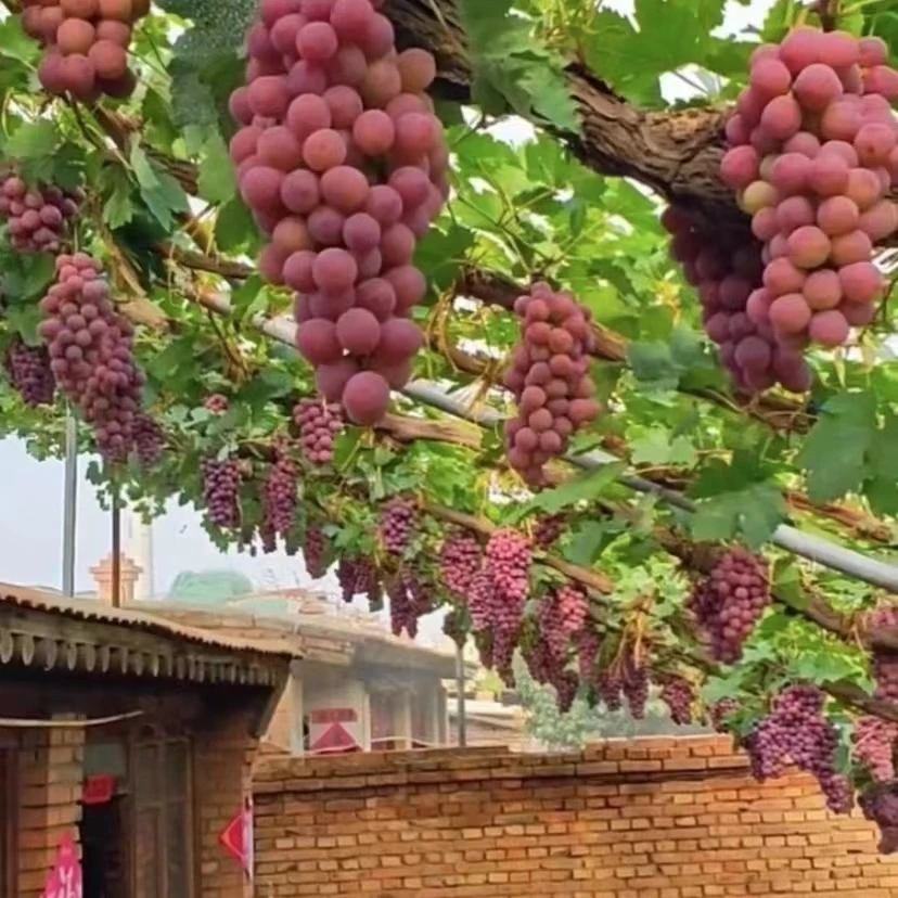 藤王葡萄树苗盆栽地栽庭院耐寒南北方种植果树