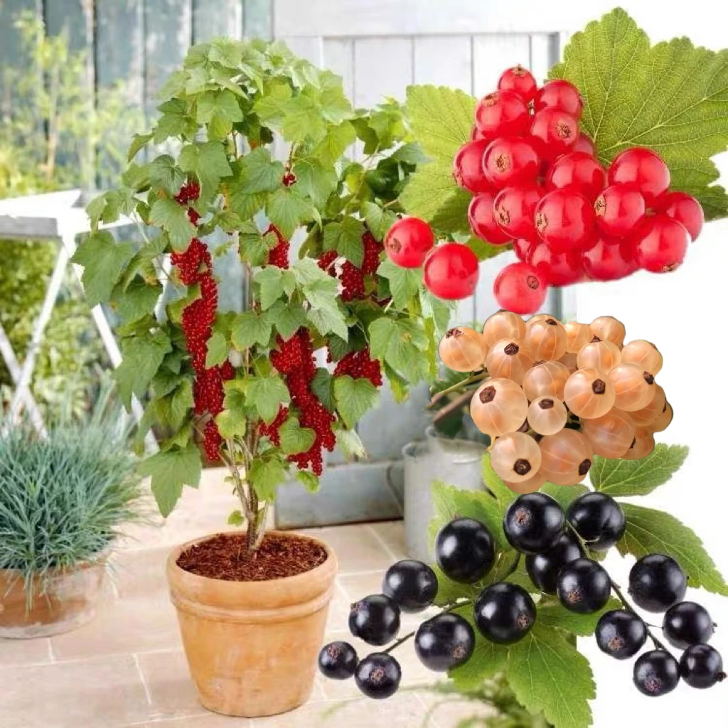 黑加仑树葡萄耐寒盆栽地栽庭院南北方种植当年结果