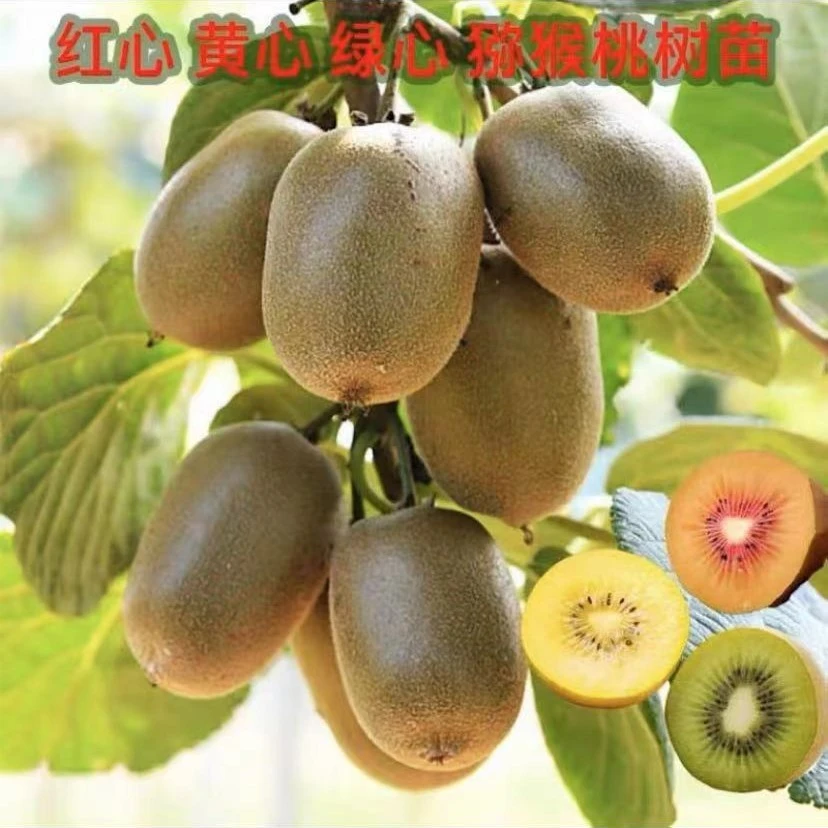 猕猴桃果树苗盆栽地栽庭院树阳台矮化爬藤绿心黄心红心猕猴桃苗