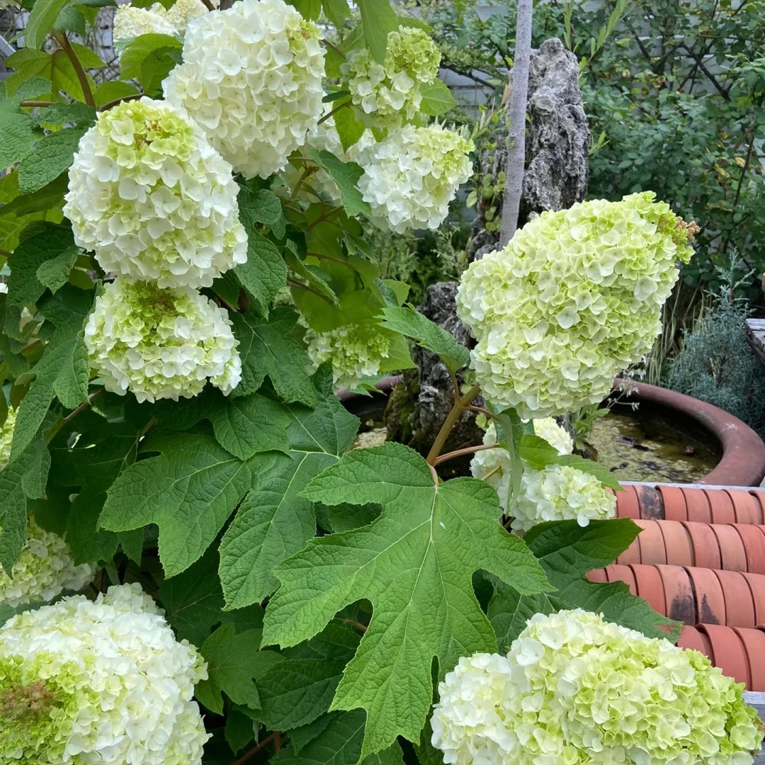 栎叶绣球和声庭院露台耐寒花卉盆栽变色大花灌木阳台栽培木绣球