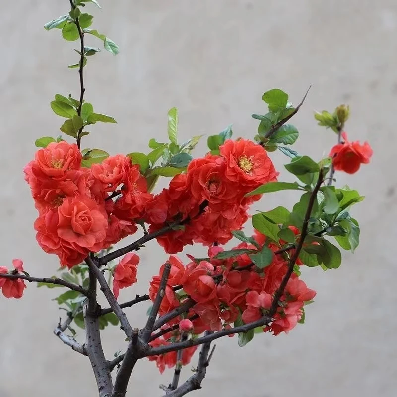 海棠花盆栽树苗老桩盆景庭院好养四季易活植物室内花卉绿植