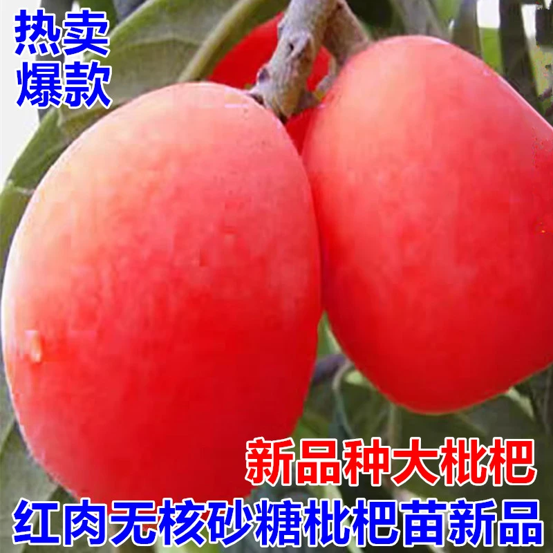 红肉无核砂糖枇杷苗新品枇杷树苗无籽苗南北方种植抗旱耐寒果树苗