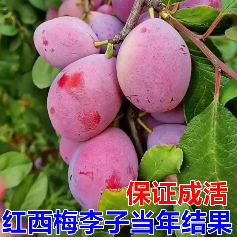 张晗西梅果树苗南北方种植盆地栽嫁接苗当年结果红西梅李子苗水果