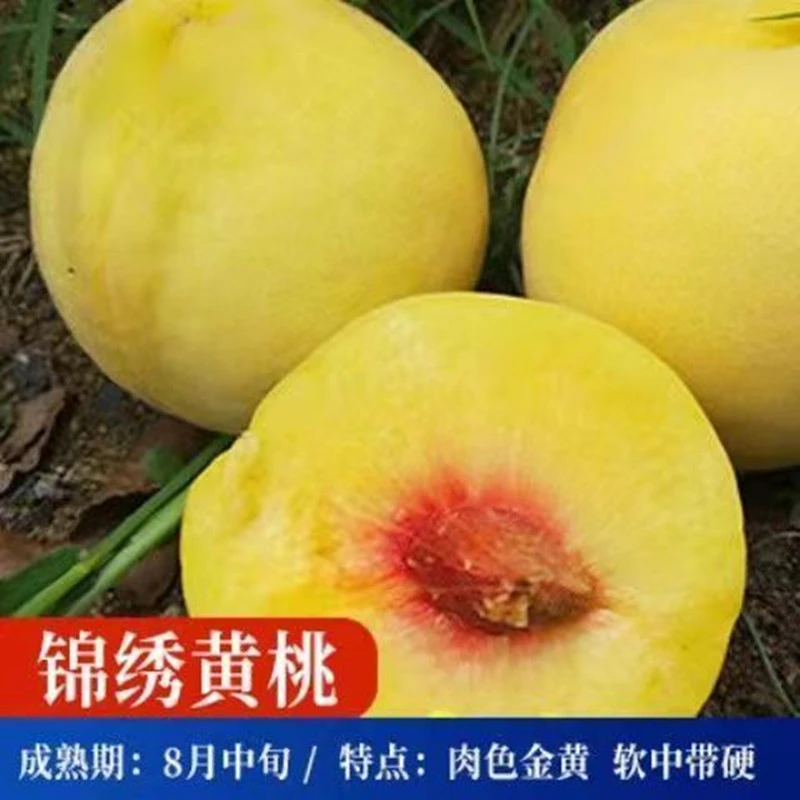 锦绣黄桃树嫁接苗庭院栽种南方北方耐寒特大甜阳台盆栽桃树果苗