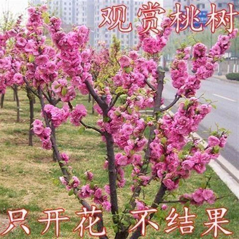 观赏桃花树苗桃花苗盆栽老桩盆景庭院室内风景树南北方种植许愿树