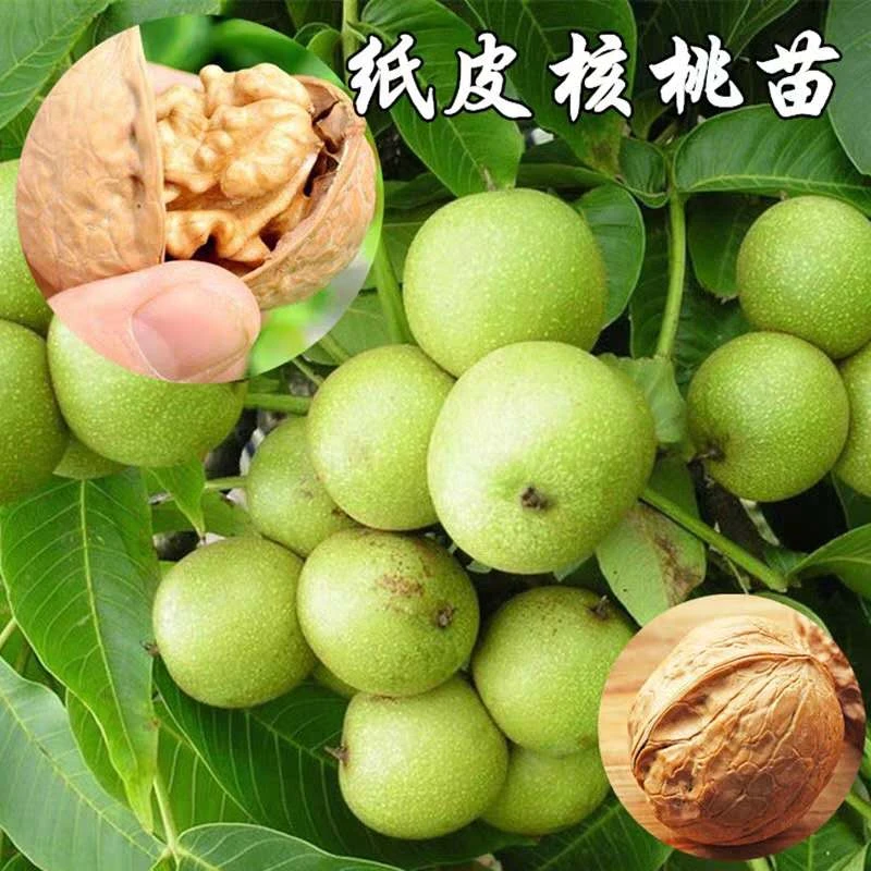 核桃树果苗嫁接薄壳纸皮文玩核桃苗树南北方种植庭院果树当年结果