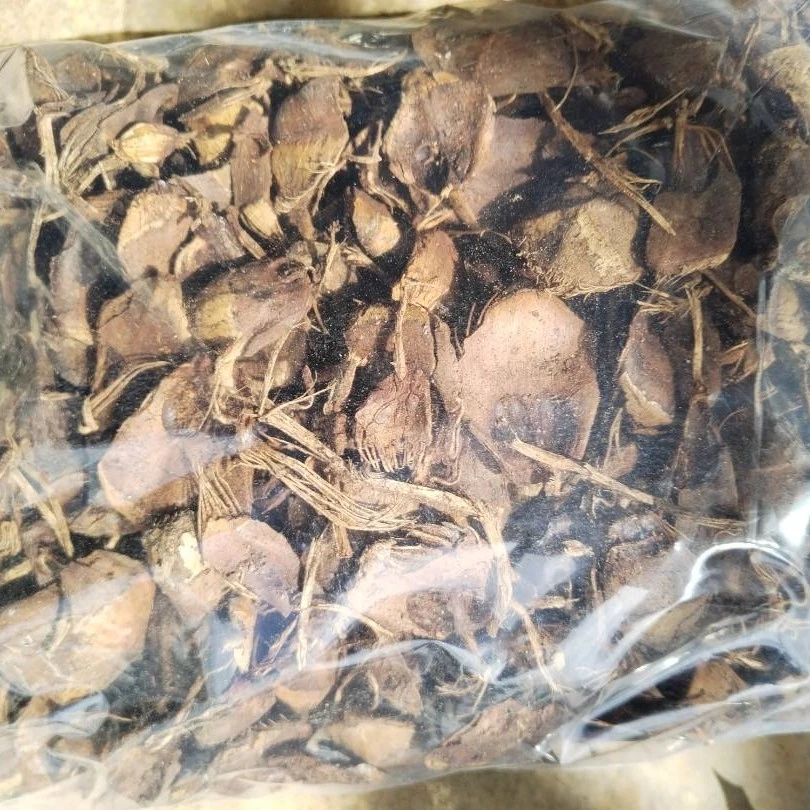 (小慈)松子壳链接种植兰类鼓槌天宫花卉绿植通用