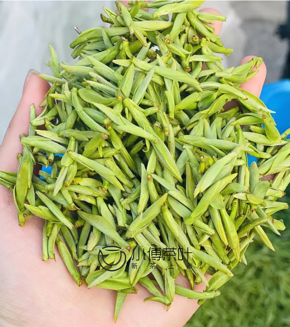 单芽乌牛早扁茶  2025新茶 春茶豆香鲜爽型