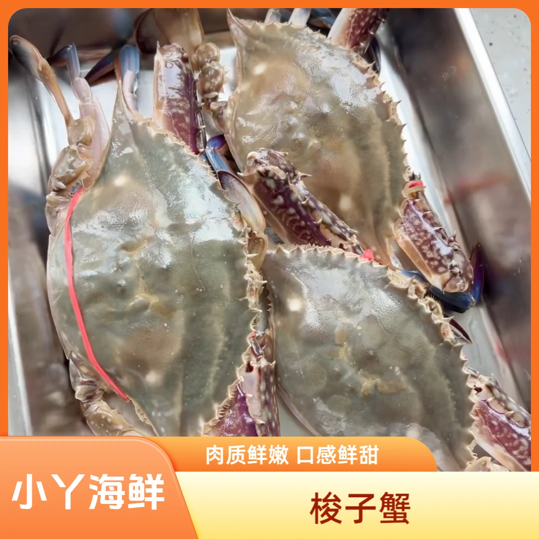 【保鲜不保活】新鲜梭子蟹 （1-3两/只）8-10成肥3斤  会有掉腿