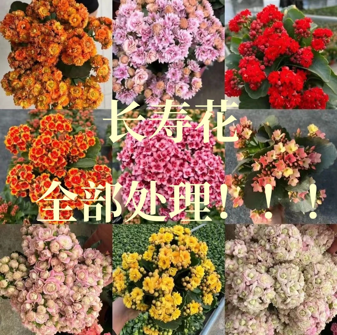 (清棚处理）很大一颗老桩长寿植物盆栽 加仑盆发货 年宵花 阳台