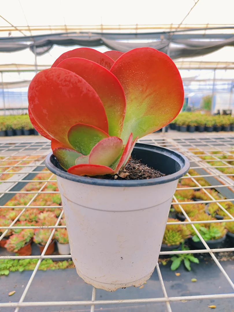 唐印  【云贵精品多肉】