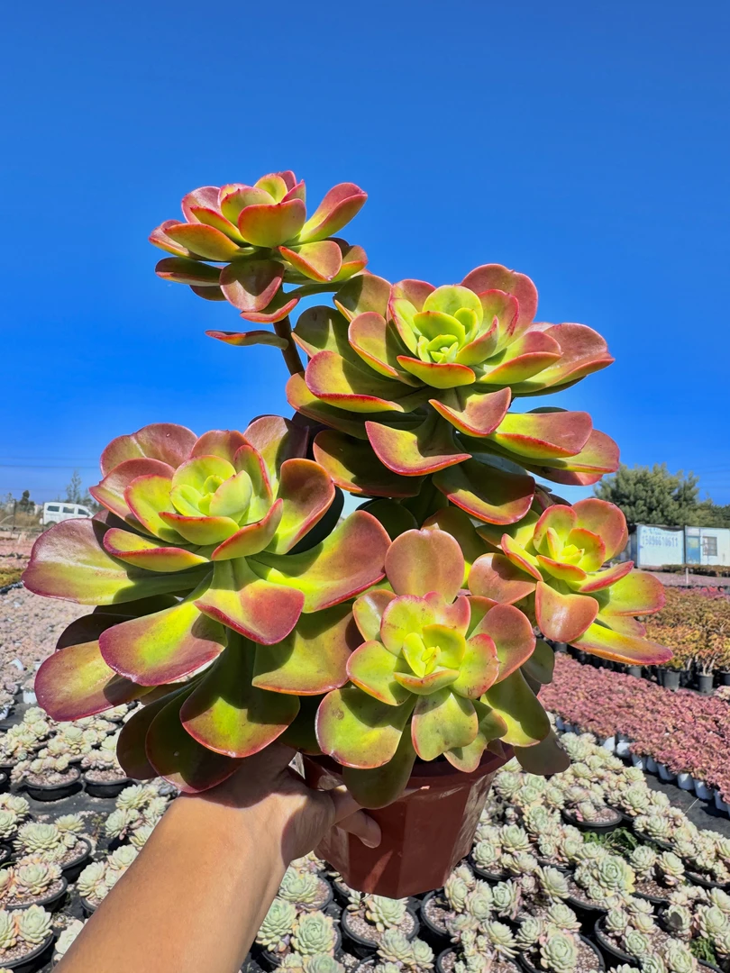 大红梅 【精品多肉】