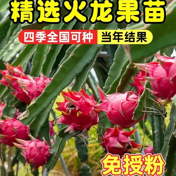 红心火龙果苗精品盆栽地栽庭院阳台南方北方种植果树苗当年结果