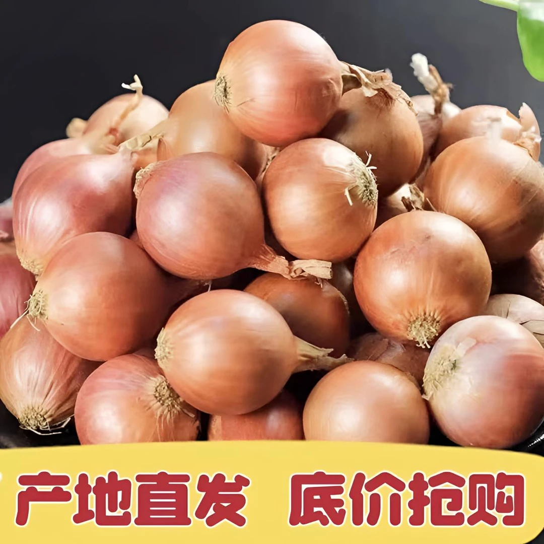 东北毛葱 4/6伴毛葱 装手工农家厂家直销正宗