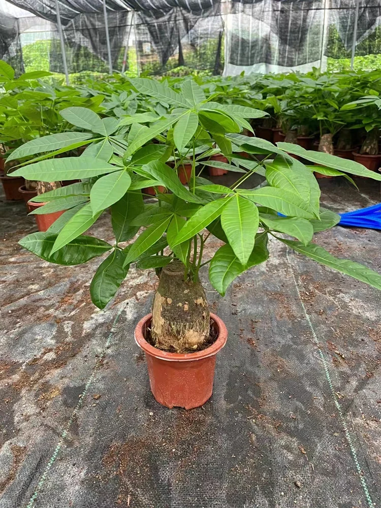 发财树盆栽植物室内办公室好养绿植水培小盆栽客厅小盆景四季常青