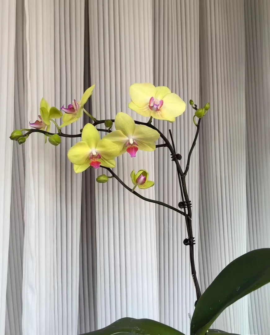 兰蝶汇·至臻【富乐夕阳叶片微瑕】蝴蝶兰