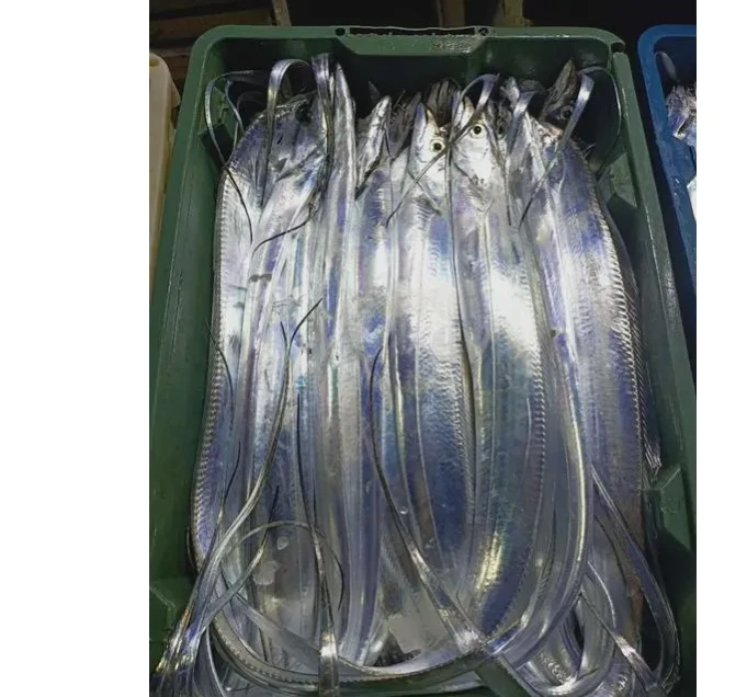 【精品特大号】钓带鱼2送2（每一条8两到1.2斤）共4斤鱼