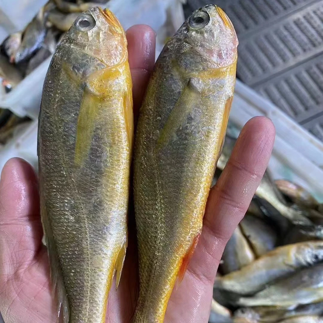 A到手4斤新鲜野生海捕小黄花鱼斤顺丰冷链8-10条/斤 小黄鱼